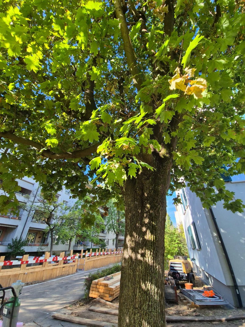 Zu sehen ist ein ausgewachsener Kugel-Ahorn mit kräftigem Stamm und dichtem Blätterdach. Der Baum steht in einer städtischen Umgebung nahe einer Baustelle.