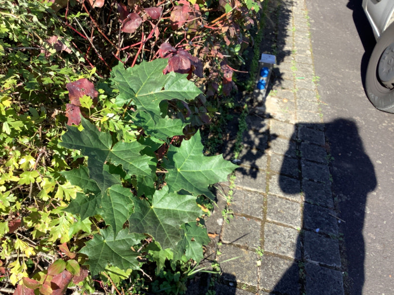 Im Vordergrund wachsen die charakteristisch gelappten, grünen Blätter eines Spitz-Ahorns am Rand einer Hecke.