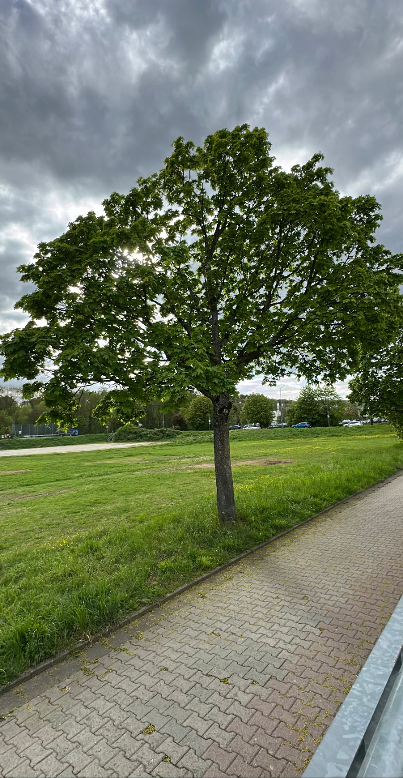 Zu sehen ist ein ausgewachsener Spitz-Ahorn mit dichter, grüner Krone auf einer Wiese. Der Baum steht neben einem gepflasterten Gehweg unter bewölktem Himmel.