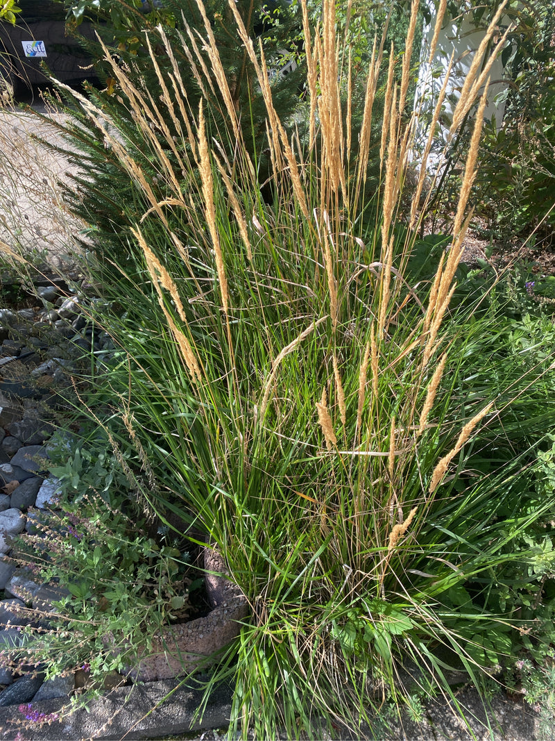 Ein horstbildendes Karl-Foerster-Reitgras mit aufrechten, strohgelben Blütenähren wächst in einem Gartenbeet.