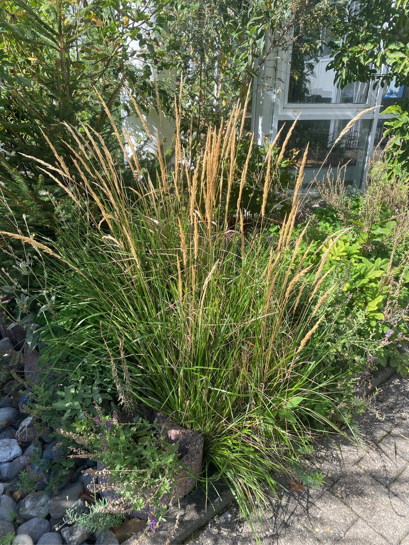 Ein dichter Horst des Karl-Foerster-Reitgrases mit aufrechten, strohgelben Blütenständen in einem Gartenbeet.