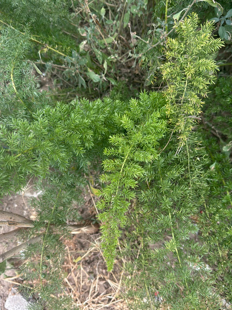 Sprenger-Spargel — Bild 1