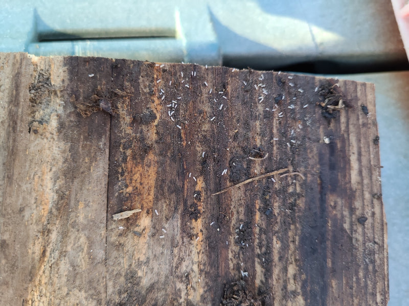 Springschwanz — Bild 3