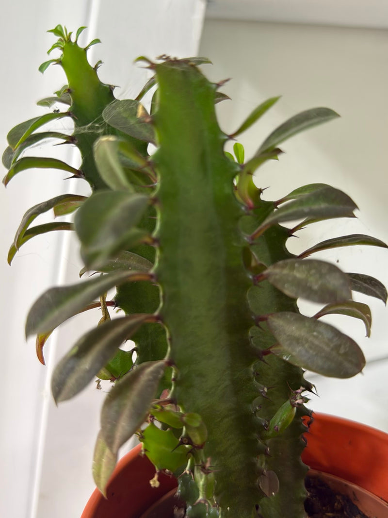 Spuckpalme — Bild 4