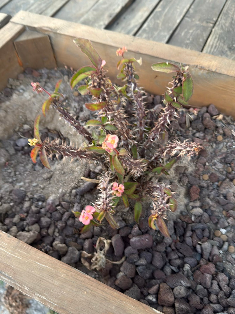 Spuckpalme — Bild 1