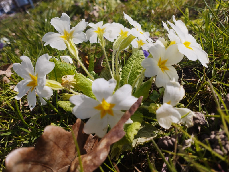 Stängellose Schlüsselblume — Bild 3