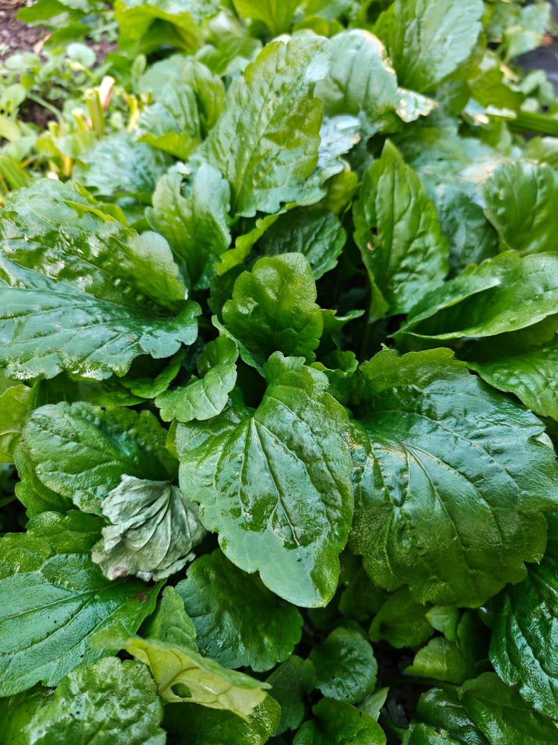 Das Bild zeigt die grundständige Blattrosette der Stängellosen Schlüsselblume. Die grünen Blätter sind nass und weisen die für die Art typische, stark runzel...