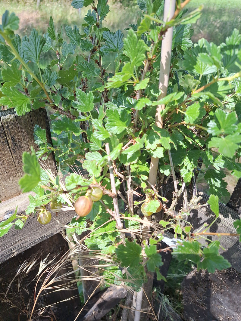 Stachelbeeren — Bild 2