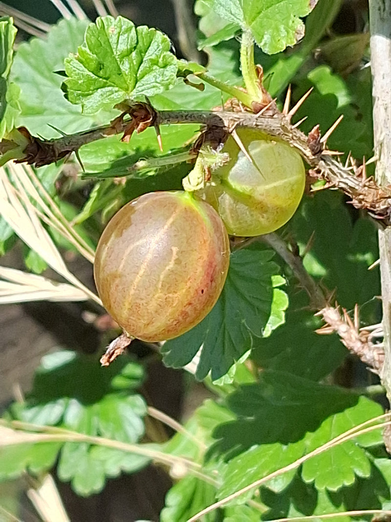 Stachelbeeren — Bild 1