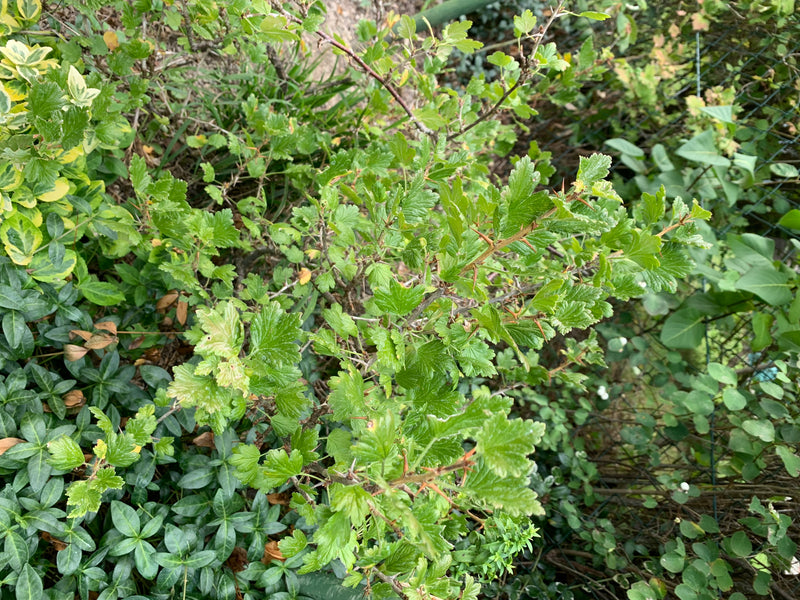 Zu sehen ist ein Ausschnitt eines Stachelbeerstrauchs mit typisch gelappten Blättern und bedornten Zweigen. Die Pflanze wächst im Garten vor einer dichten Un...