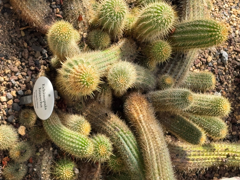 Stachelbeerkaktus — Bild 1 von 1