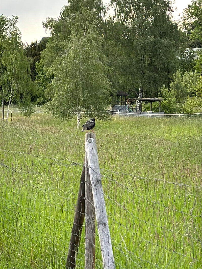 Star — Bild 4