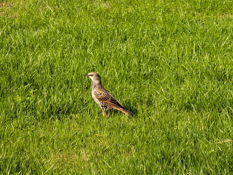 Ein junger Star steht im grünen Gras einer Rasenfläche.