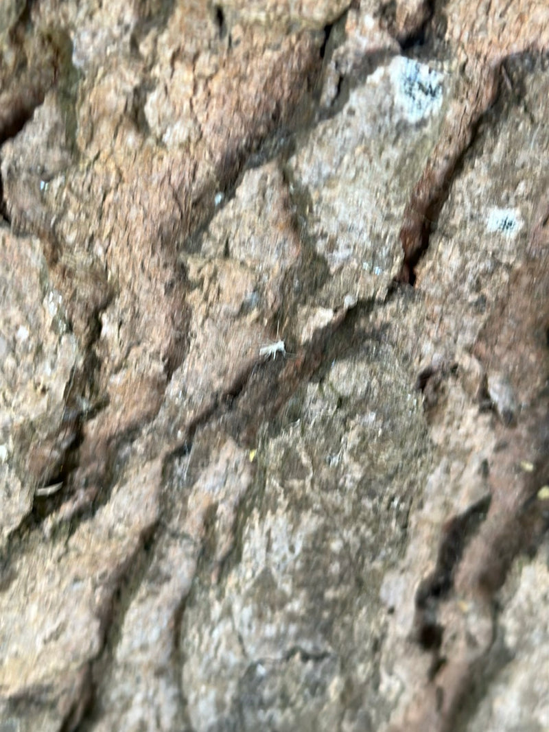 Staubläuse — Bild 2