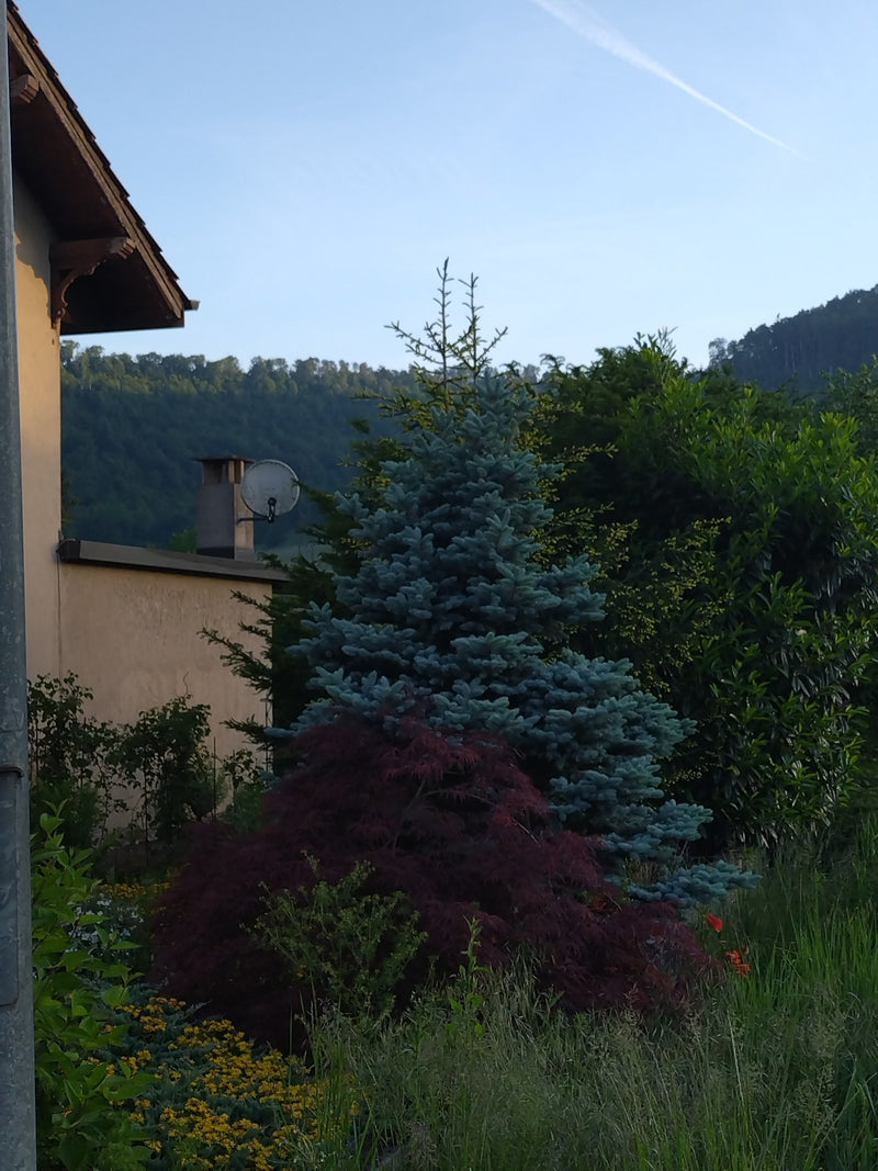 Stech-Fichte — Bild 2
