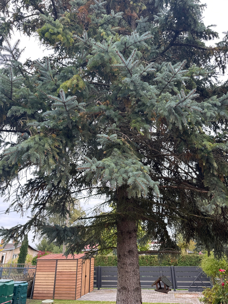 Eine ausgewachsene Stech-Fichte mit blaugrünen Nadeln steht in einem Hausgarten vor einem Schuppen und einem Zaun.