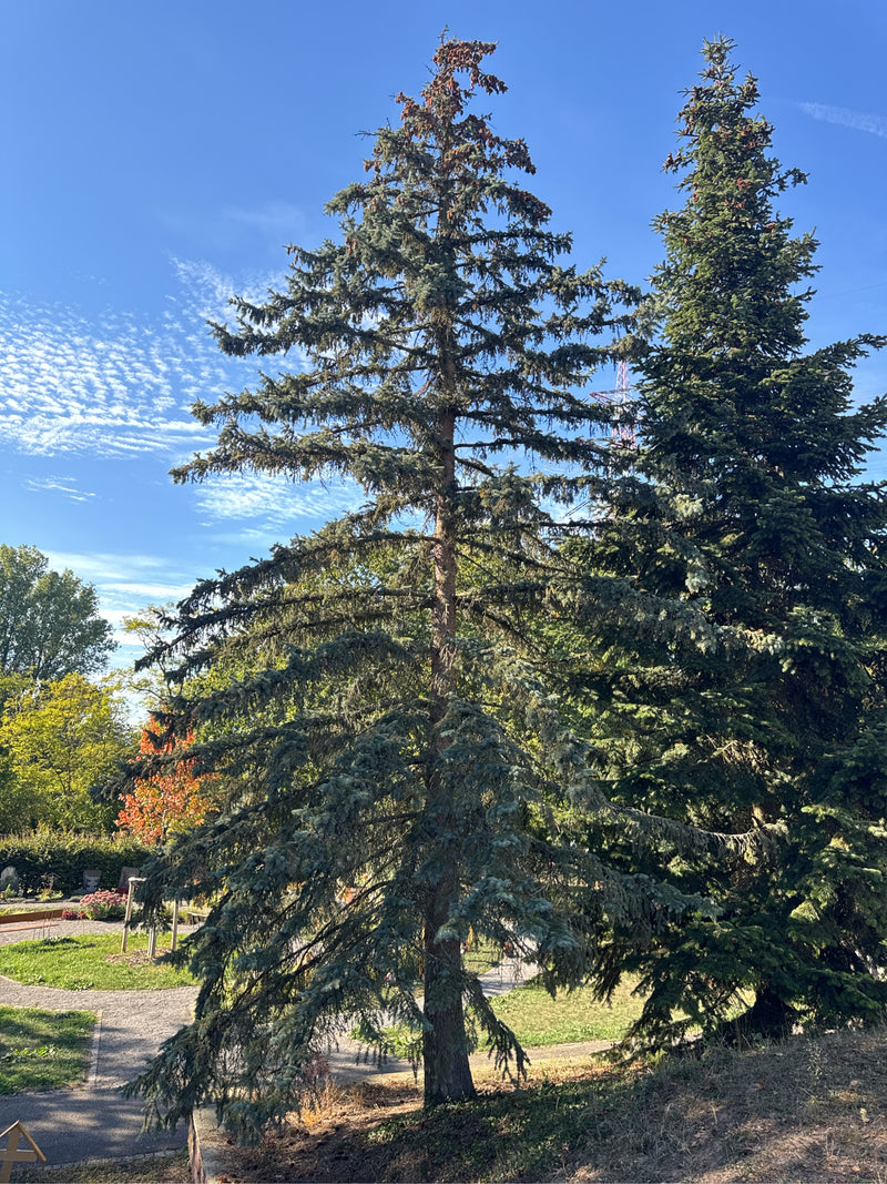 Eine hochgewachsene Stech-Fichte mit charakteristisch silbrig-bläulichen Nadeln steht in einer Park- oder Friedhofsanlage vor blauem Himmel.