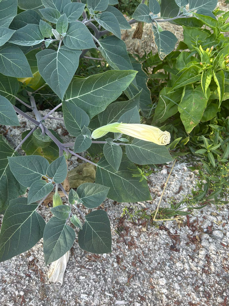 Gemeiner Stechapfel — Bild 3