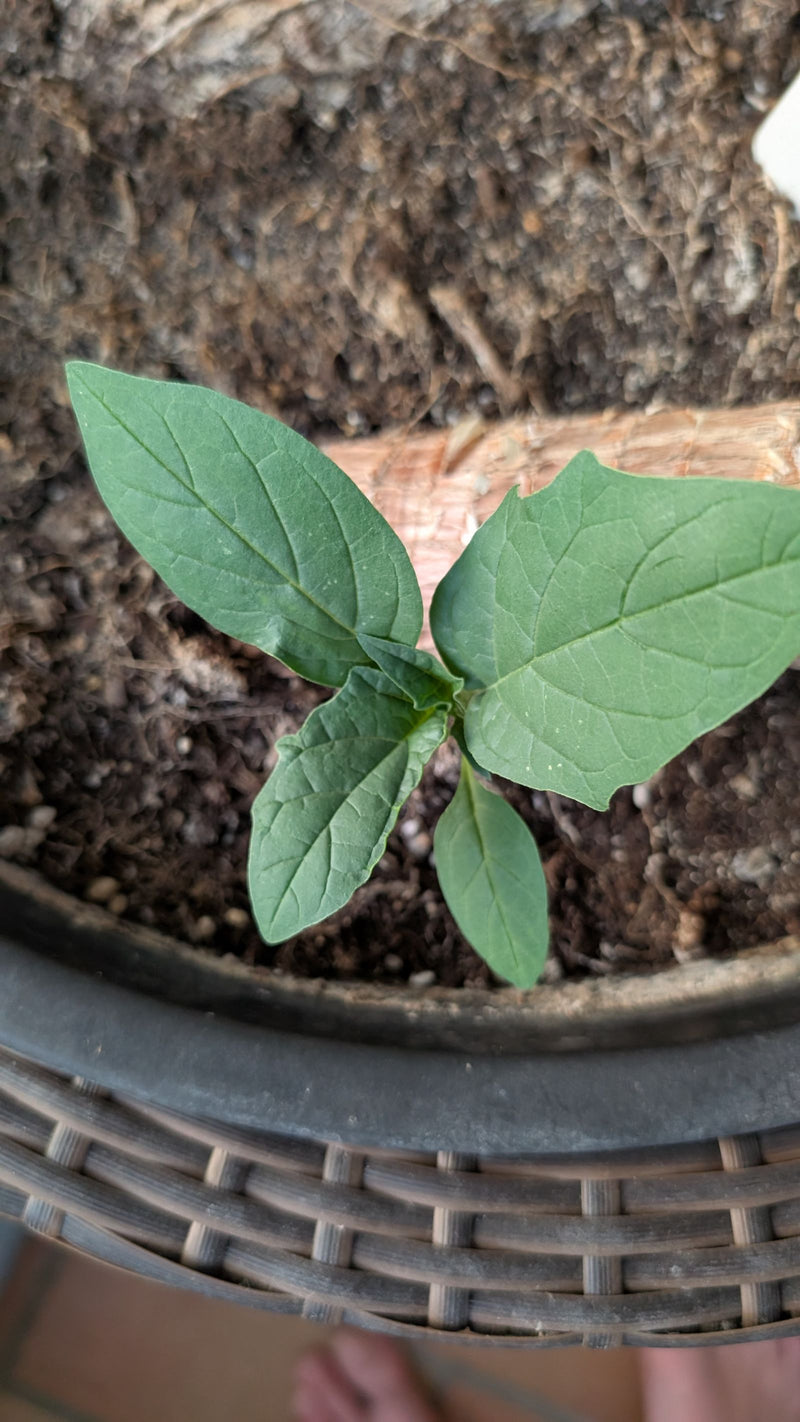 Gemeiner Stechapfel — Bild 5