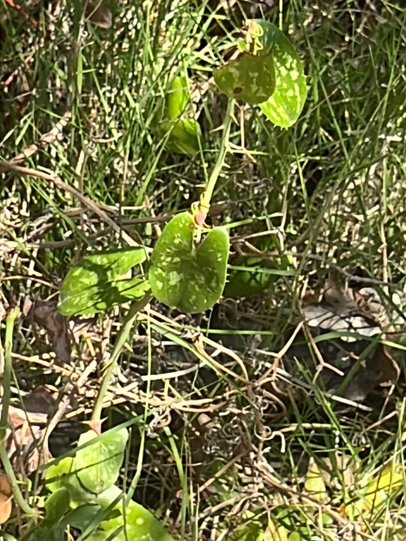 Stechende Stechwinde — Bild 1