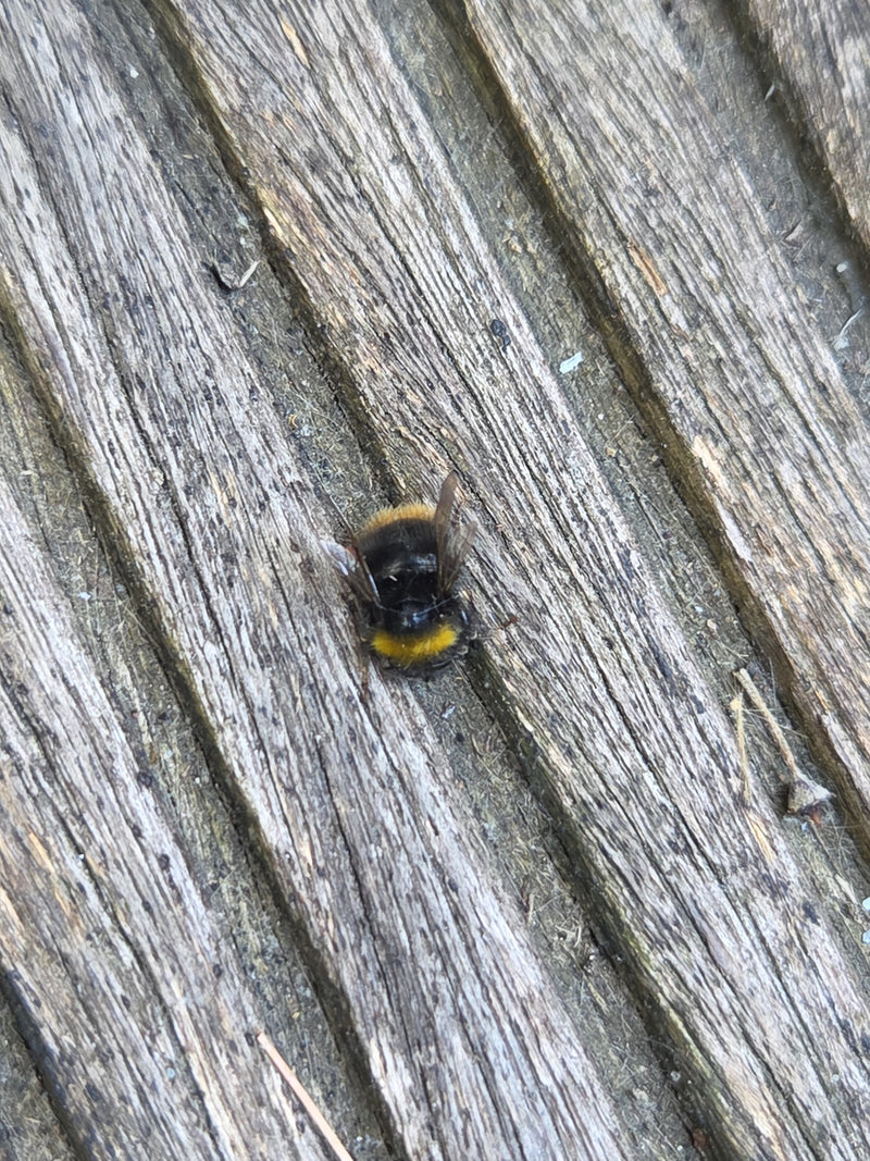 Steinhummel — Bild 2