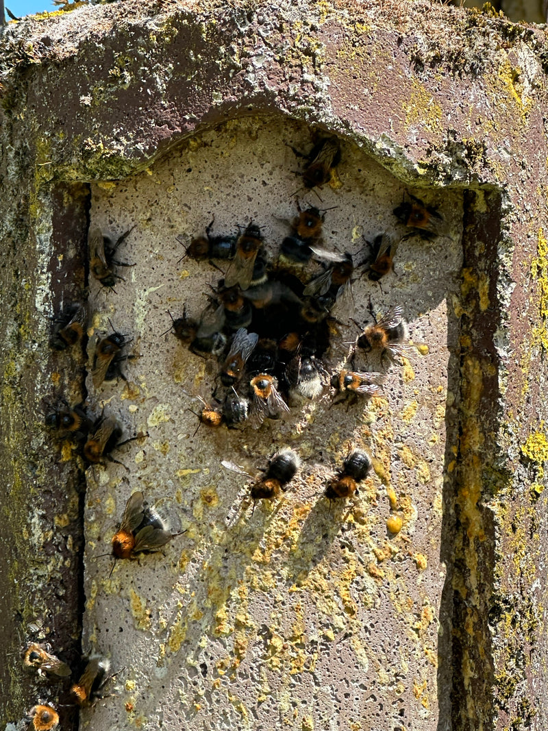 Steinhummel — Bild 5