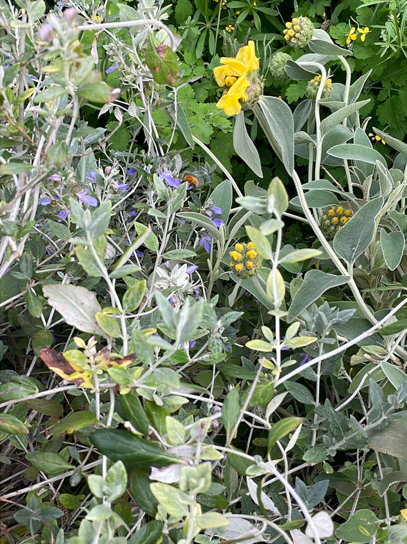Steinhummel — Bild 3