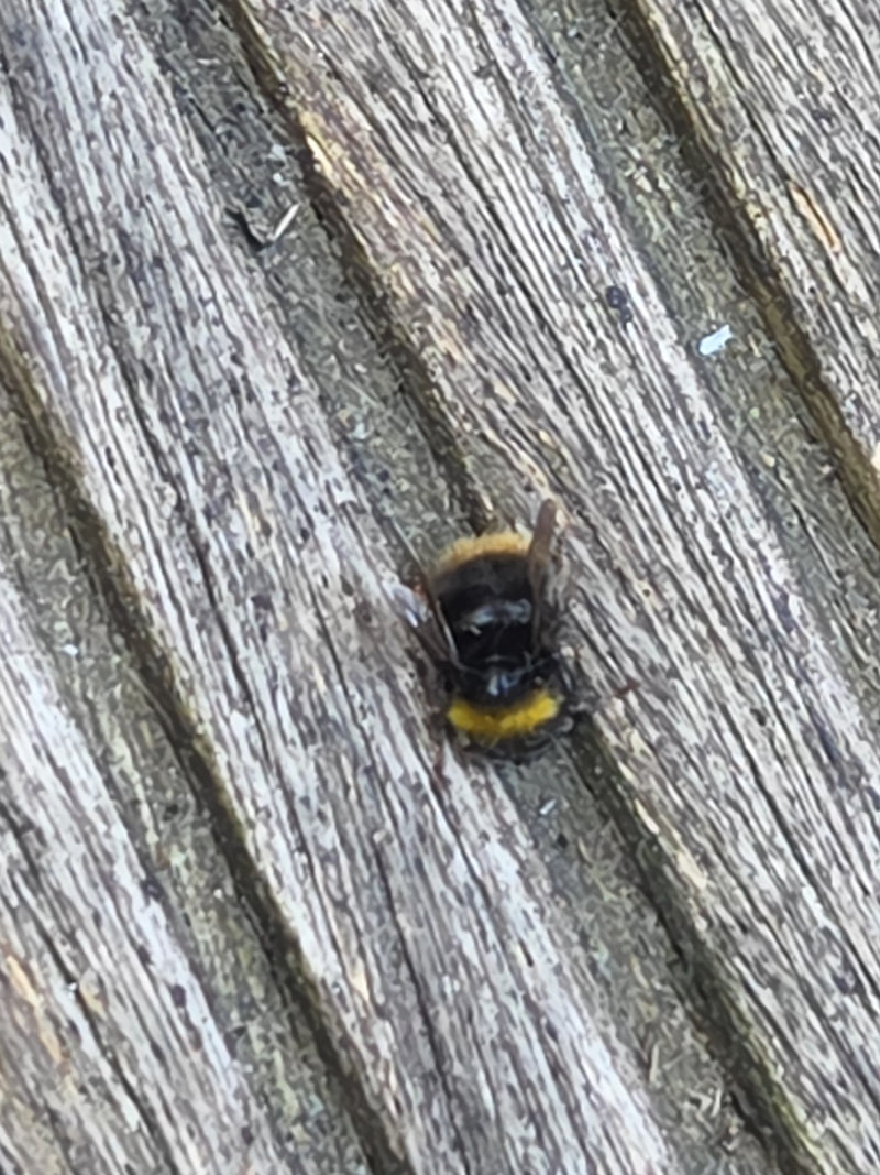 Steinhummel — Bild 1