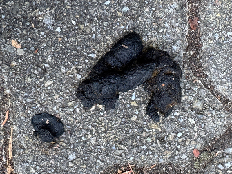 Dunkle Losung eines Steinmarders liegt auf einem steinigen Asphaltboden.
