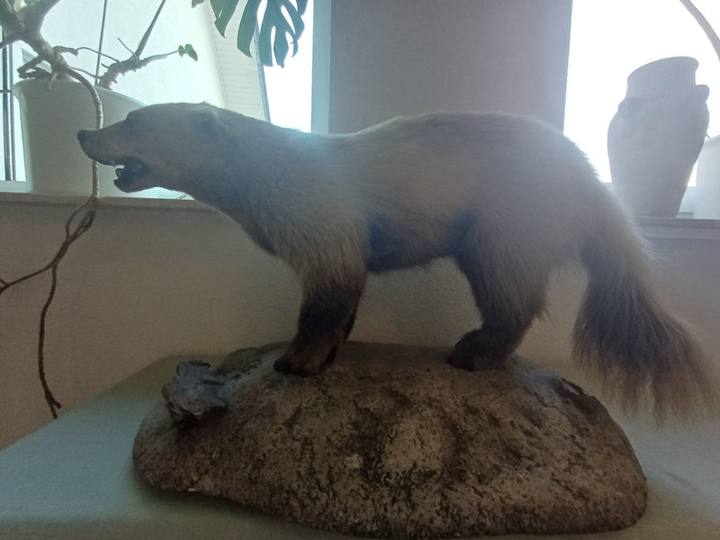 Steinmarder — Bild 3