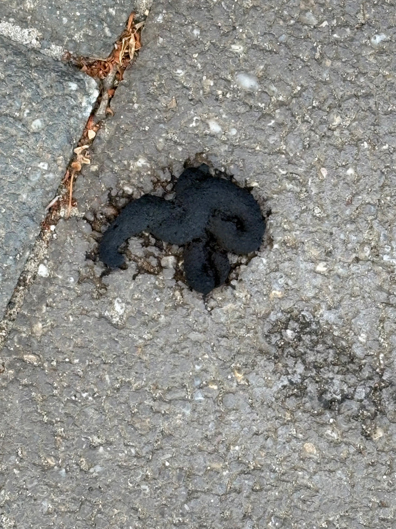 Steinmarder — Bild 1