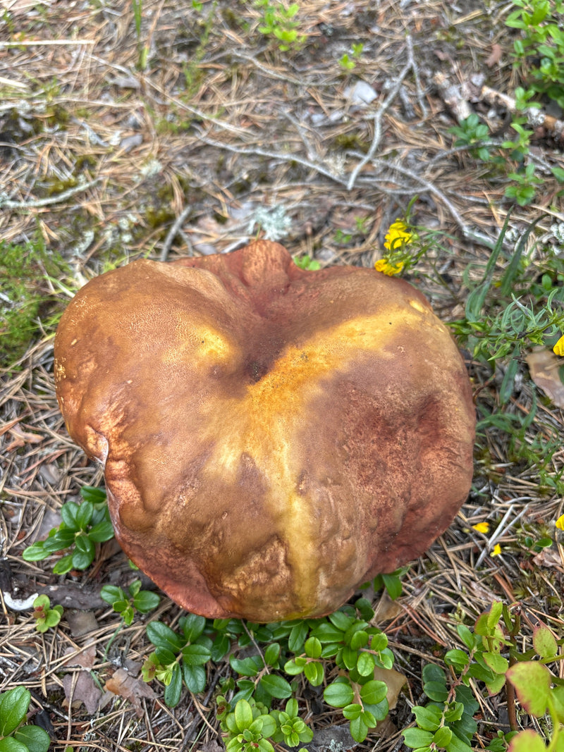 Steinpilz — Bild 1