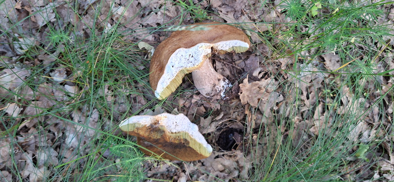Steinpilz — Bild 5
