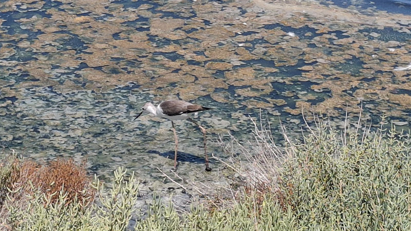 Stelzenläufer — Bild 1