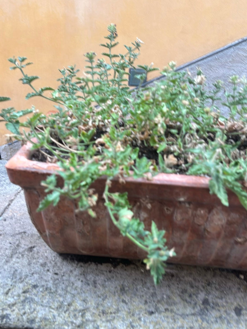 Steppen-Gamander — Bild 4