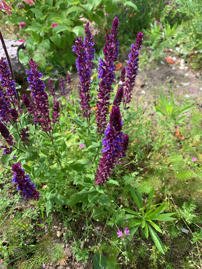 Steppen-Salbei — Bild 3