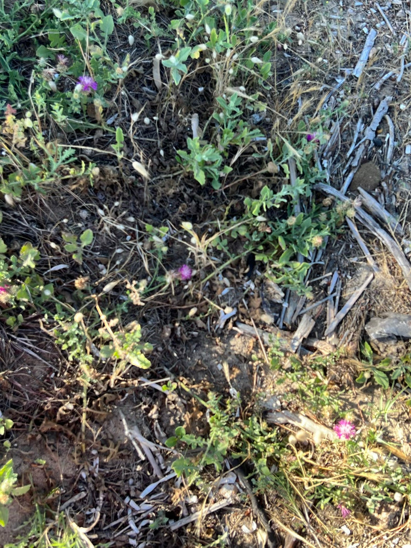 Stern-Flockenblume — Bild 1
