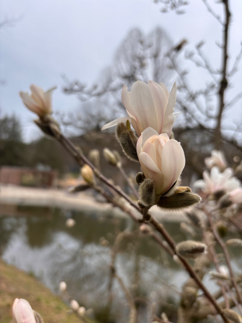Stern-Magnolie — Bild 1
