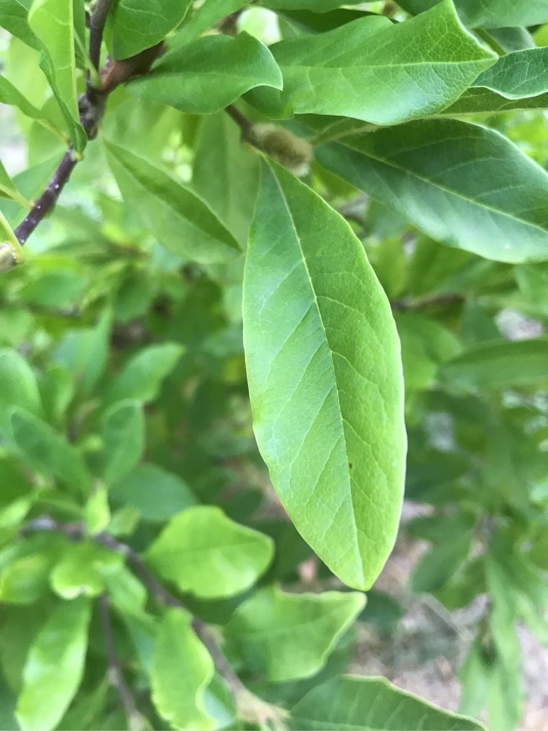 Zu sehen sind die grünen, länglichen Blätter einer Stern-Magnolie an einem Ast. Die Blattstruktur ist im Detail erkennbar.