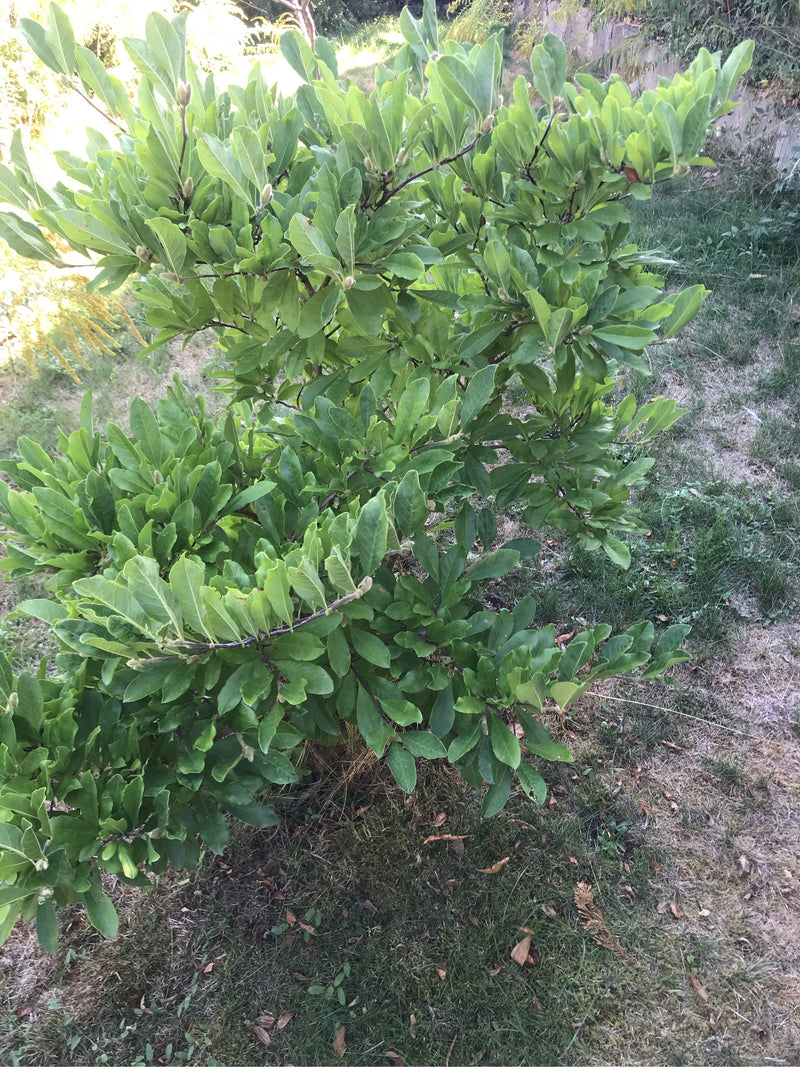 Auf dem Foto ist eine buschige Stern-Magnolie mit dichtem grünem Laub zu sehen. Sie wächst im Garten auf einer Rasenfläche.
