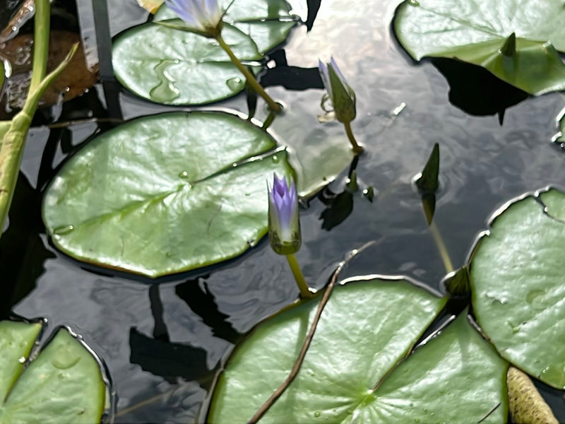Stern-Seerose — Bild 3 von 4