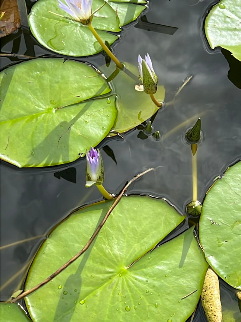 Stern-Seerose — Bild 2 von 4