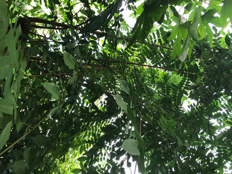 Sternfrucht — Bild 2 von 2