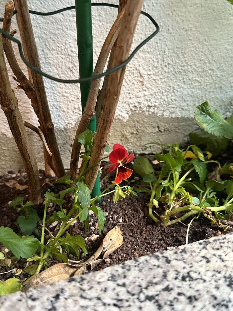 Stiefmuetterchen — Bild 1