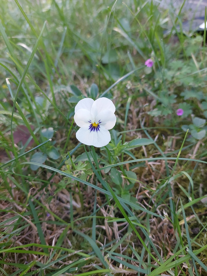 Stiefmuetterchen — Bild 3