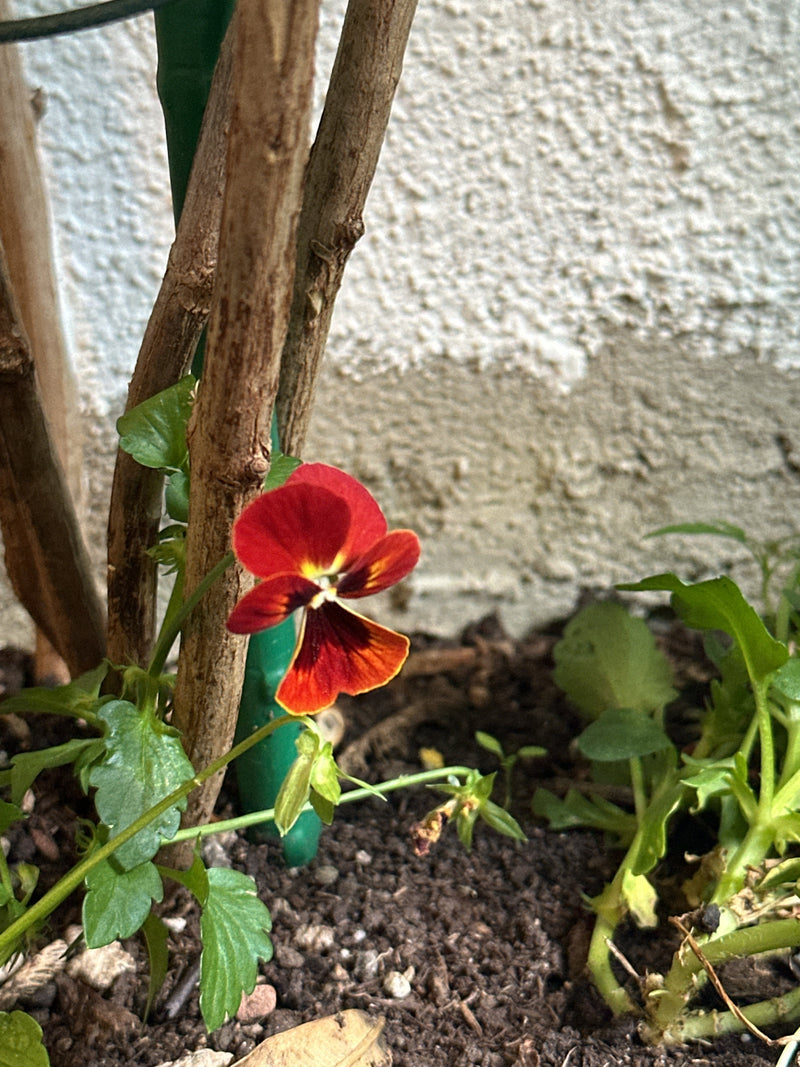 Stiefmuetterchen — Bild 2