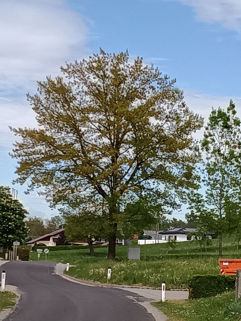 Stieleiche — Bild 5
