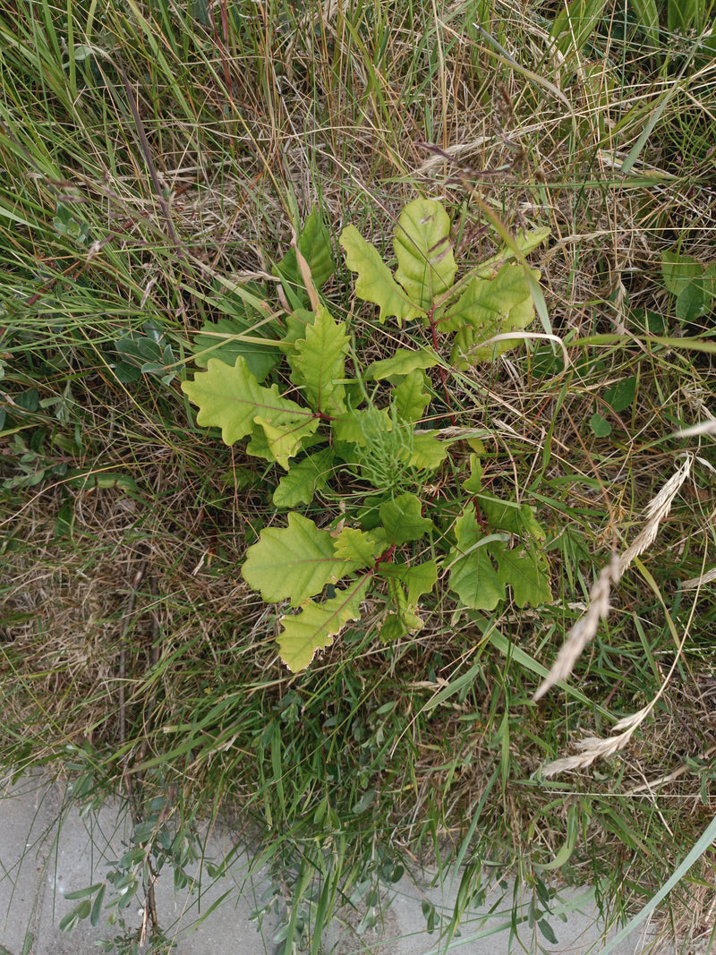 Zu sehen ist ein junger Stieleichen-Keimling mit charakteristisch gelappten Blättern, der von Gräsern umgeben auf einer Wiese wächst.