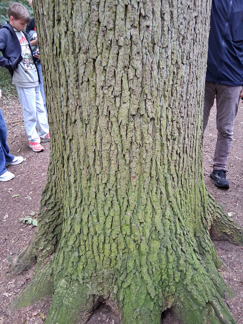 Zu sehen ist der untere Stammbereich einer Stieleiche mit ihrer typisch rissigen Borke. Im Hintergrund stehen Personen auf Waldboden.