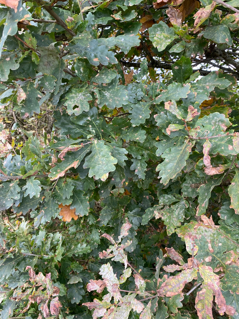Dichtes Laub einer Stieleiche mit charakteristisch gebuchteten Blättern, von denen einige bereits herbstliche Verfärbungen und Schäden aufweisen.